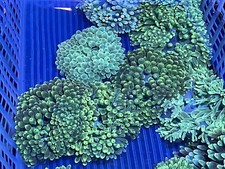 Green Bubbletip Anemone, Saltwater Live Coral Invertebrates (1) Island Import