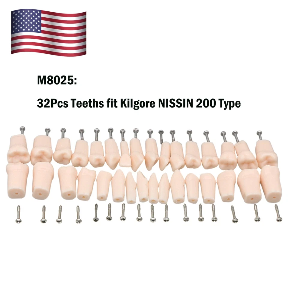 Kilgore Nissin 200 Tipo Poste de Montaje Dental Tipodont Modelo 32 piezas Dientes Extraíbles Foto 3 de 4