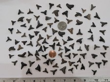 LOT OF 100 Fossilized Shark Teeth, Whole Peace River Fossil Assorted Shark Teeth