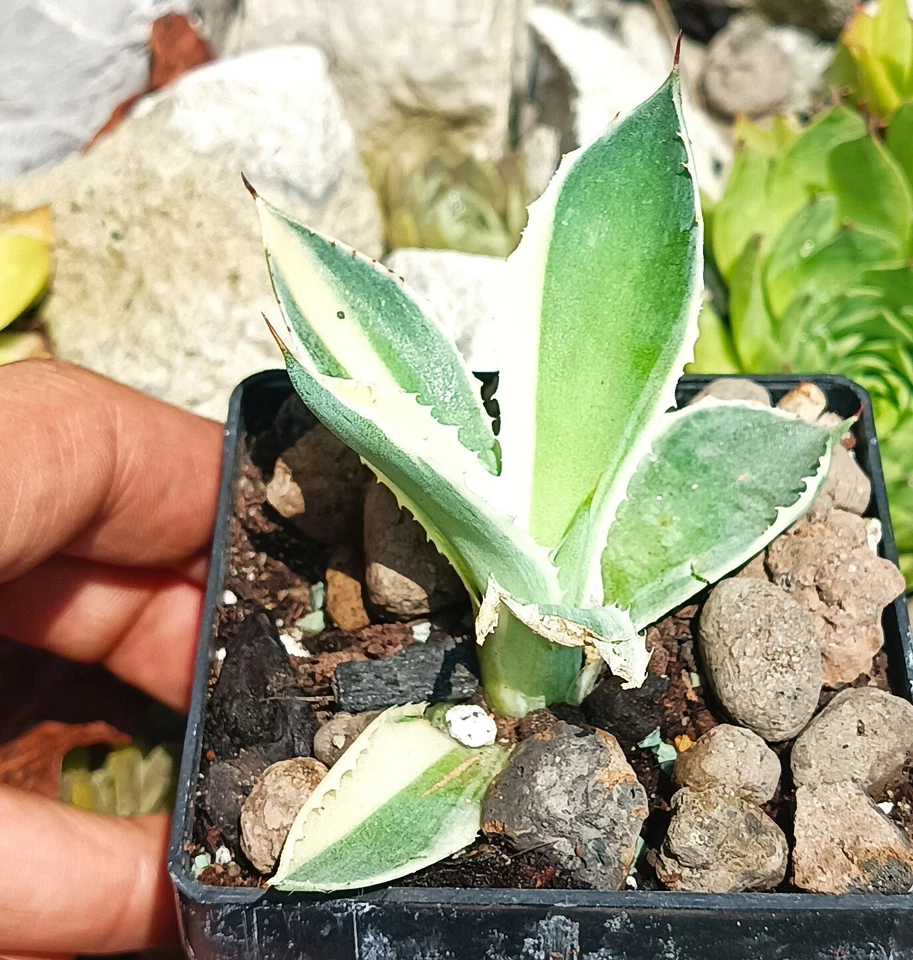 Agave Potatorum Variegata cactus cacti succulent live plant free gift own roots - Image 3 of 4