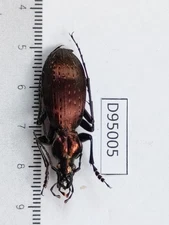 D95005-insects Carabidae from Vietnam North