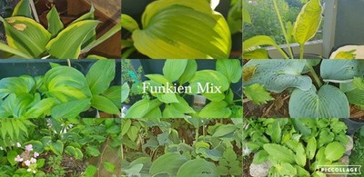 Funkien/Hosta Mischung aus 11 verschiedenen Sorten Blumensamen