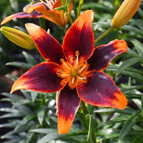 5 Lilium Forever Susan Summer Flower Garden Perennia Lily Flower Bulbs ...