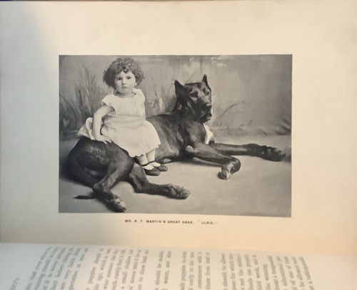Kennel Secrets - How to Breed, Exhibit & Manage Dogs by Ashmont 1893 - Picture 12 of 18