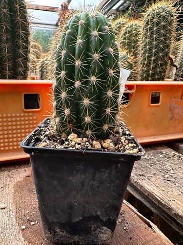 IBRIDO DI TRICHOCEREUS, 'Opana', fiore 18 cm - Foto 2 di 2