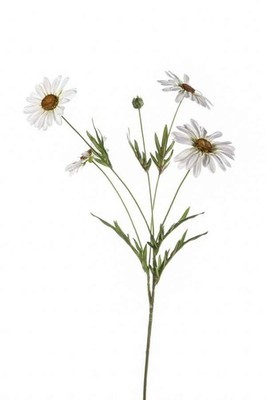 artplants Künstliche Blume Gänseblümchen NAROA, weiß, 80cm