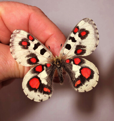 p.nomion  p.nomion koiwayai １ペア PARNASSIUS NOMION KOIWAYAI***** male Nr. 1 ******China | eBay