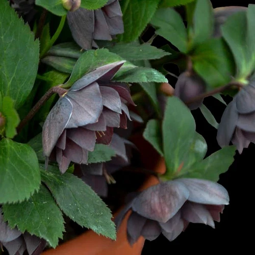 Hellebore Plant 'Dashing Groomsman'
