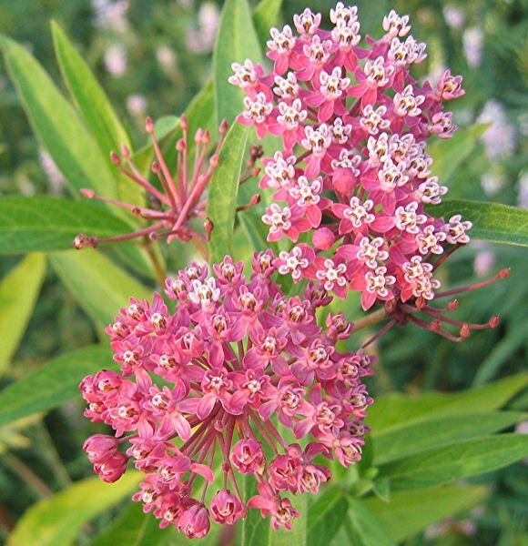 Asclepias Soulmate Butterfly Milkweed Hardy Perennial Plant Sun 