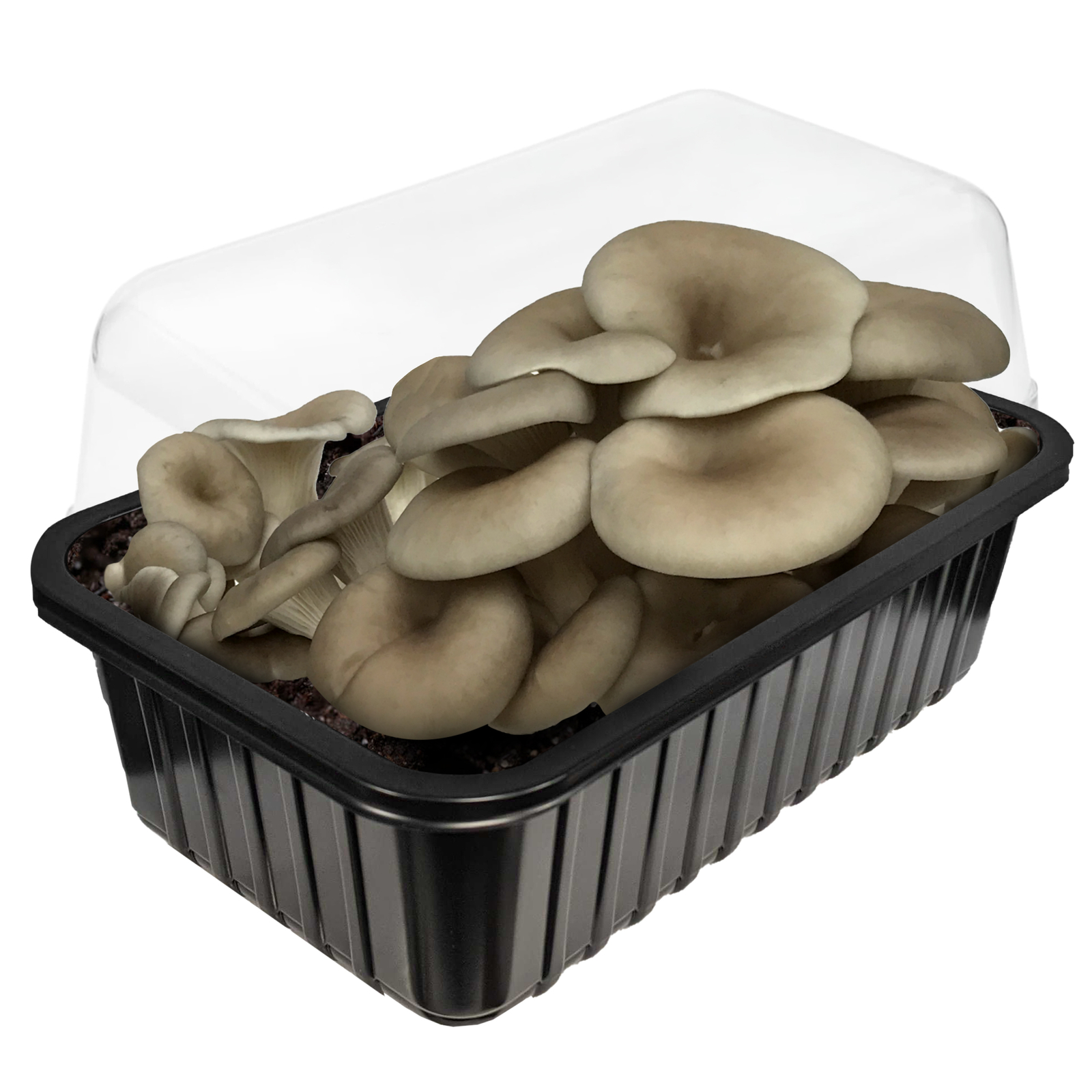 Mushroom Growing Kit Grow Your Own Fresh Mushrooms, Step by Step 3L