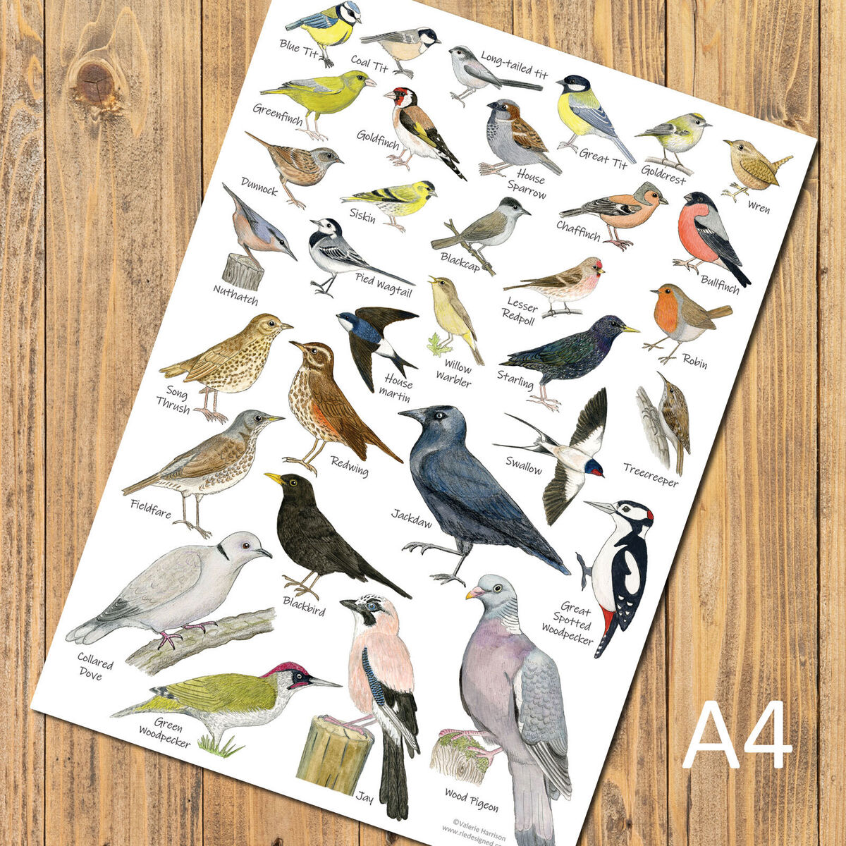 British Birds of Prey & Owls A4 Identification Chart Wildlife