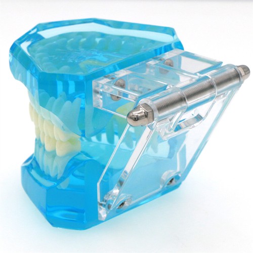 Multiple Types Dental Teeth Model Ortho Implant Practice Teaching Demo Model - Picture 226 of 276