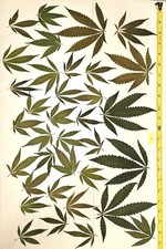 35 Dried Pressed Cannabis Hemp Leaves - For Resin and Arts and Craft Supplies