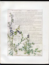 1910 Rare Exquisite Isabel Adams Chromolithograph The Milkwort Family