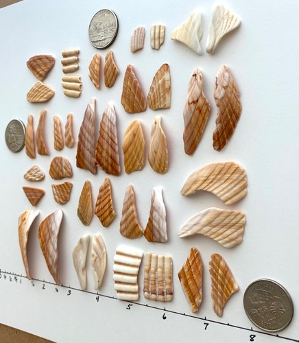 20 Pairs Natural Cockle Clam Shell smooth seashell frags beach jewelry art craft - Picture 12 of 16