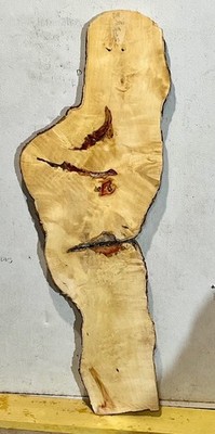 D49 Flaming Box Elder Live Edge Curl, Beautiful Figured, Raw Wood Project