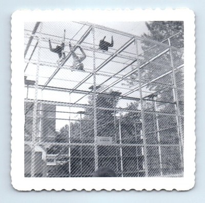 Old Vintage Square Photo MONKEYS IN CAGE SAN DIEGO ZOO EXHIBIT SNAPSHOT PIC