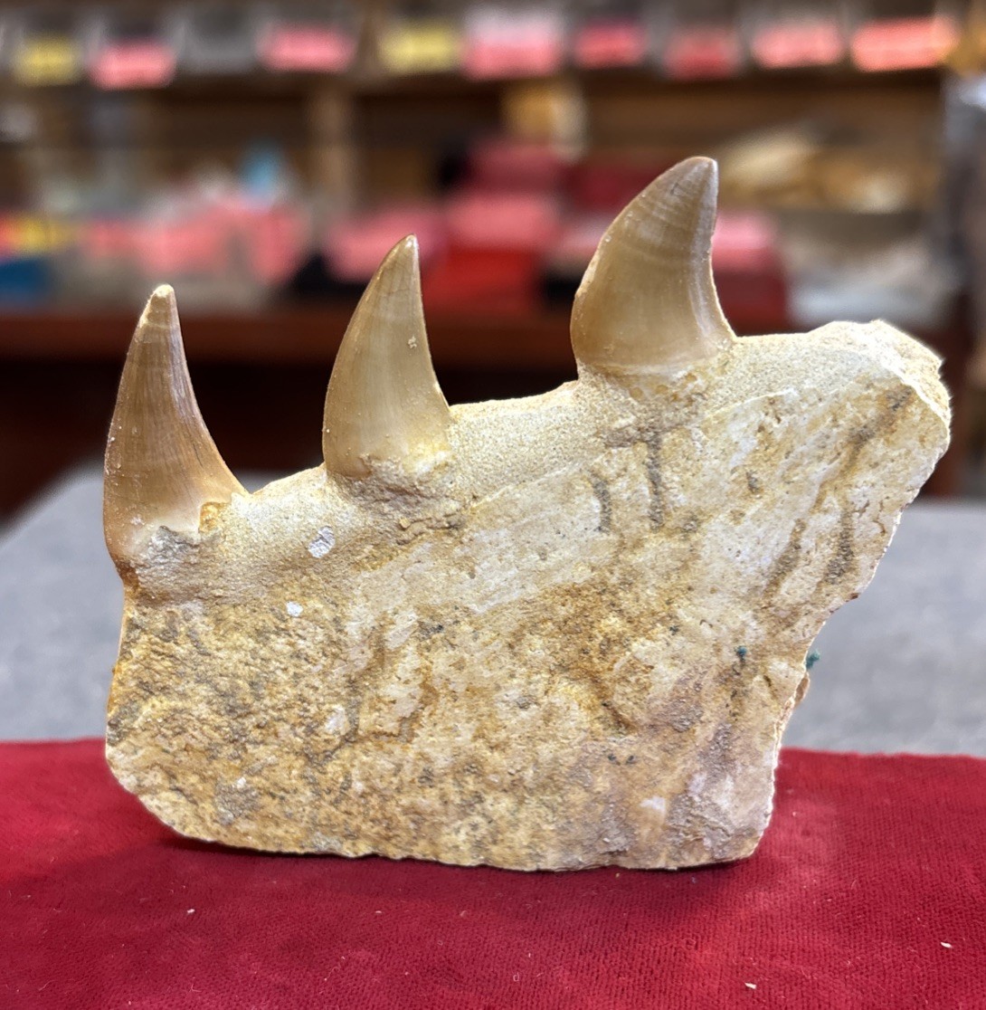 Mosasaurus JAW Bone Fossil with Three Teeth See Video