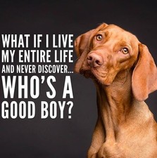 Funny Vizsla  refrigerator magnet 3 1/2 x  41/2   Made in the USA