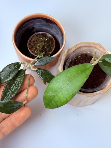 Sad Plants: Hoya Set (Hoya sp. Kalimantan SLM-04 + Dischidia GPS88)
