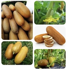 Cucumber Brown Russian - An Ukrainian Heirloom with Incredible Taste - 20 Seeds