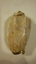 Vintage Seashell Brooch with 24kt Gold Plating Detail (Pg19E)
