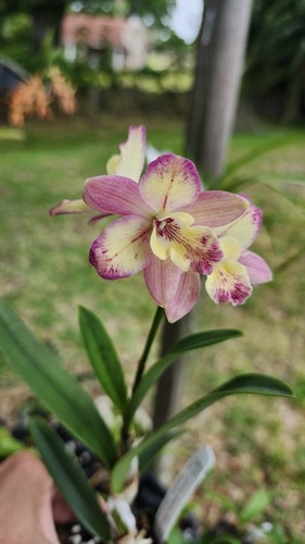 Slc. Candy Sparks X Epc. Kyoguchi Orchid Plant Encyclia Hybrid