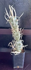 Thephrocactus ArticulatusPapyrocanthus Very Long white Spines Cactus Plant