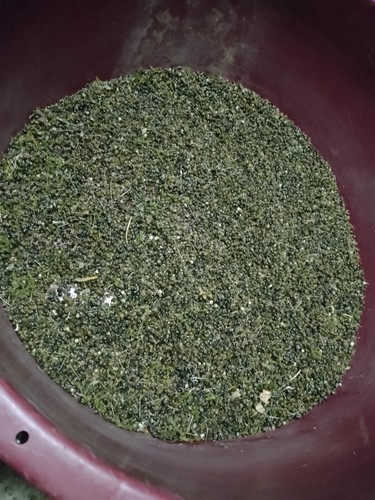 3000 Semi di asparago selvatico+2 piantine in regalo - Foto 2 di 8