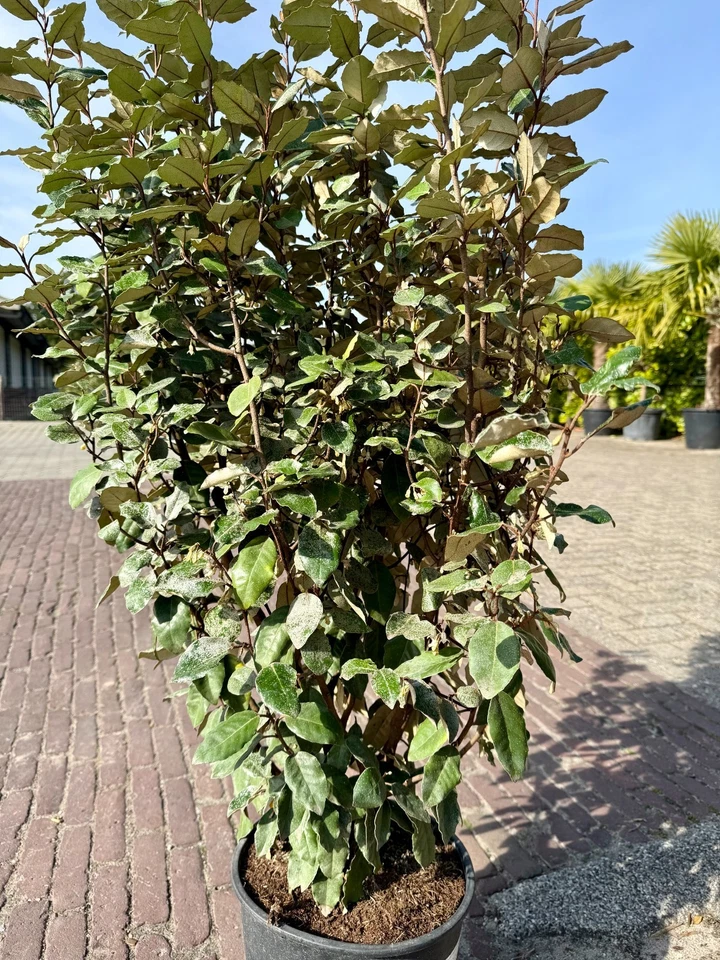 Elaeagnus ebbingei – Olivenweide 130 cm – Immergrün & Winterhart – Ölweide - Bild 2 von 4