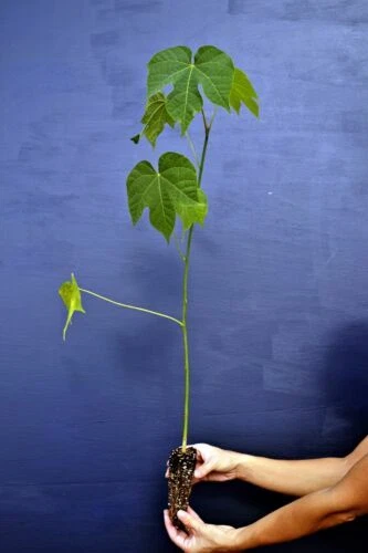 Piante e bonsai limiamo