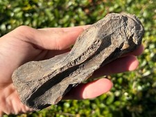 Texas Fossil Bison Pelvis Vertebrae Texas City Dike Pleistocene Ice Age Mammal