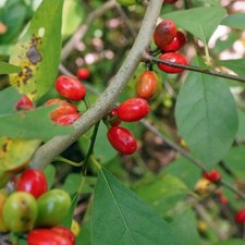 2 Spicebush Bare-root  (Lindera Benzoin)