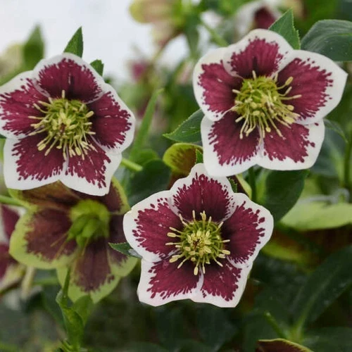 Hellebore Plants - Romantic Getaway