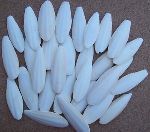 50 Sepiaschalen 7-10 cm ca. 270 g. Sepia Kalzium