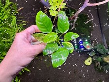 Anubias Nana sp. Pinto Submerged WYSIWYG - Rare Live Aquarium Plant Freshwater