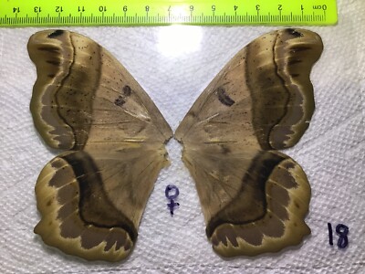 LPSA 18  A+/ A   Arsenura ? Saturniidae Moths