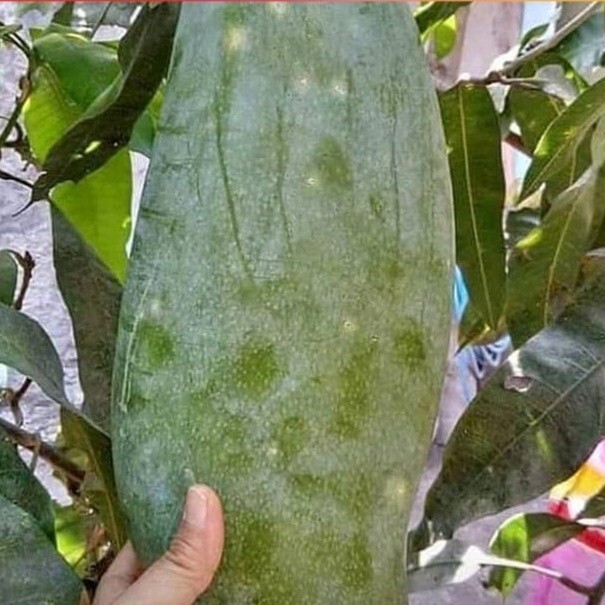Grafted Big Mango Mahatir Super Jumbo Free Phyto