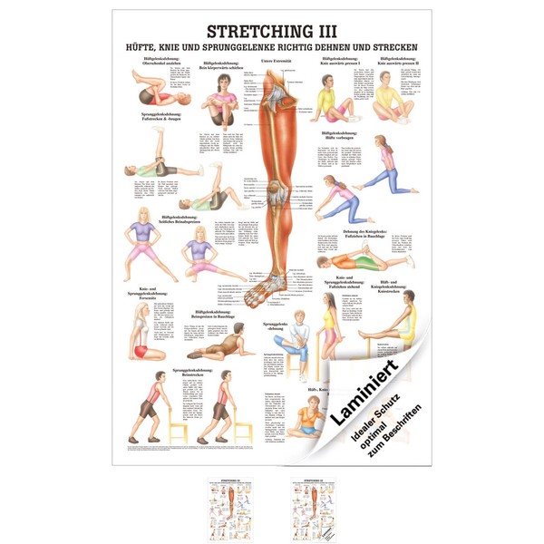 Stretching Iii Lehrtafel Anatomie 100X70 Cm Medizinische Lehrmittel-image