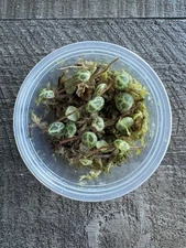 🐢 String Of Turtles - Peperomia Prostrata - Plant Start Propagation Kit