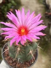 RareSucculent Plant Thelocactus heterochromus Garden Décor Boutique seedgrowth