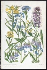 1928 Clements Rocky Mountain Flowers Vintage Botanical Print Borage Family