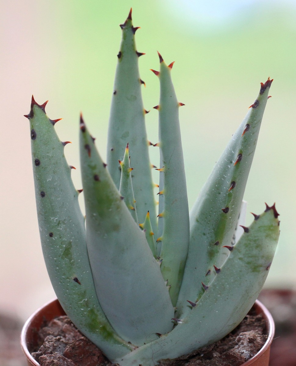 JACKAL'S TAIL ALOE CLAVIFLORA exotic succulent rare agave plant seed 10  SEEDS | eBay