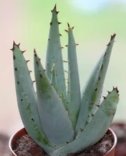 JACKAL'S TAIL ALOE CLAVIFLORA exotic succulent rare agave plant seed 10 SEEDS