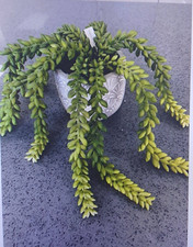 Burro's Tail / Donkey's Tail Artificial Succulent Plant in Decorative Clay Pot