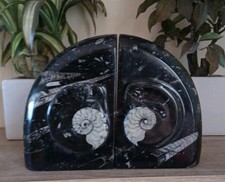 XL Black Marble Bookends 3.3kg Fossil ammonite goniatite orthoceras 