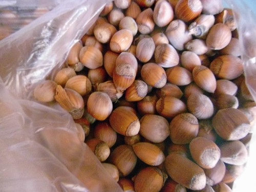 Haselnüsse naturbelassen ERNTE 2024 Preis pro Kilo Eichhörnchen - Bild 5 von 8