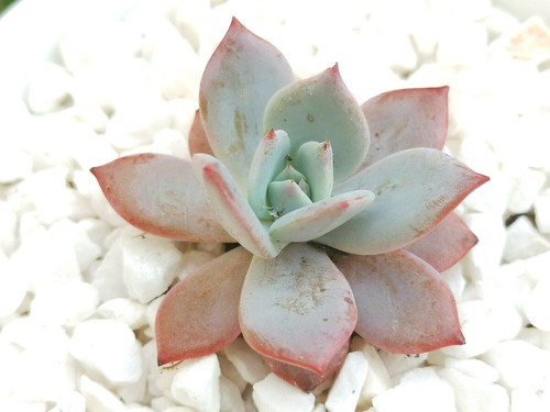 Laulensis 6cm diameter Echeveria succulent - Picture 8 of 11