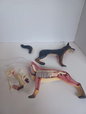 4D Master German Shepherd Anatomy Model Dog Skeleton Organs Educational Figure