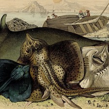 Fishing Fish Strip Curly Mourine Headlamp - Original Engraving 19th Century